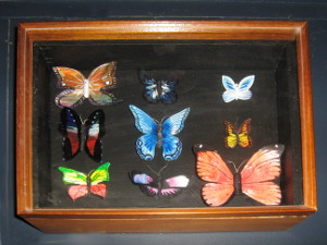 butterflies EcoMaster