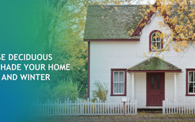 How To Use Deciduous Trees to Shade Your Home in Summer and Winter