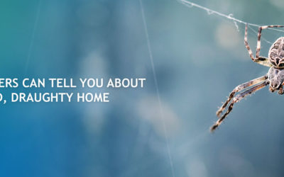 3 Things Spiders Can Tell You About Your Cold and Draughty Home