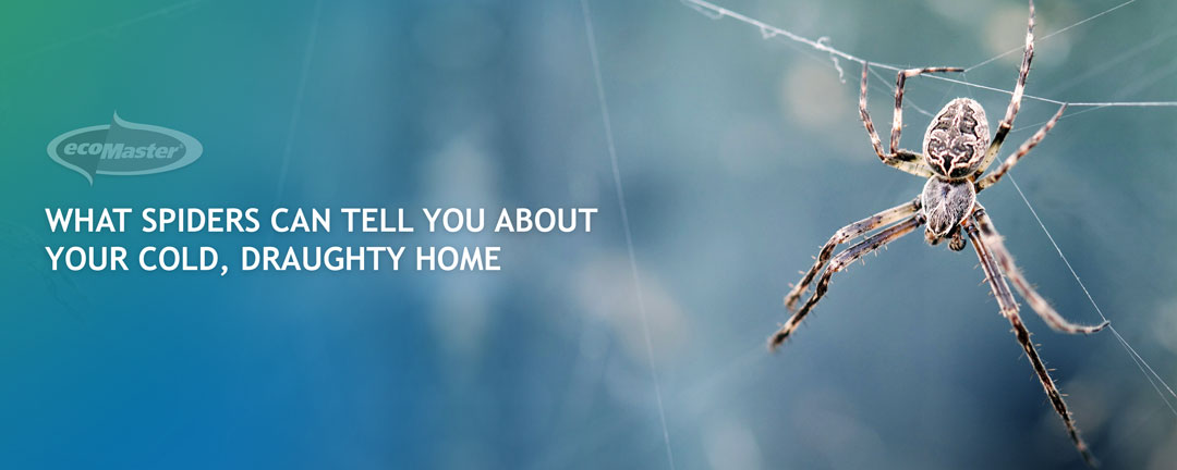 What Spiders Can Tell You About Your Cold Draughty Home Blog Cover EcoMaster