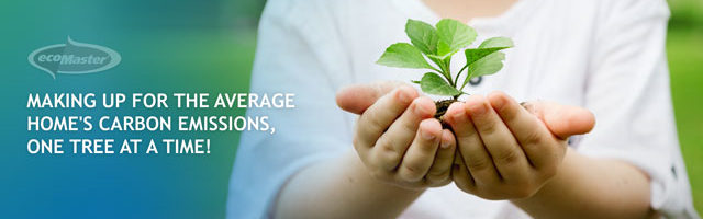 seedling on the hand of a child