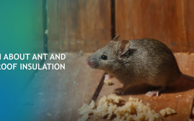 The Truth About Ant and Rodent-Proof Insulation