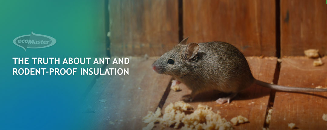 The Truth About Ant and Rodent Proof Insulation EcoMaster