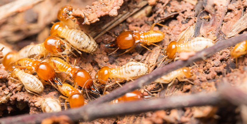 Termites - Underfloor Termites Underfloor EcoMaster