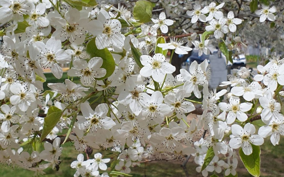 Hay Fever Season