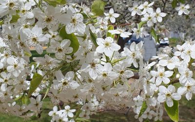 Hay Fever Season