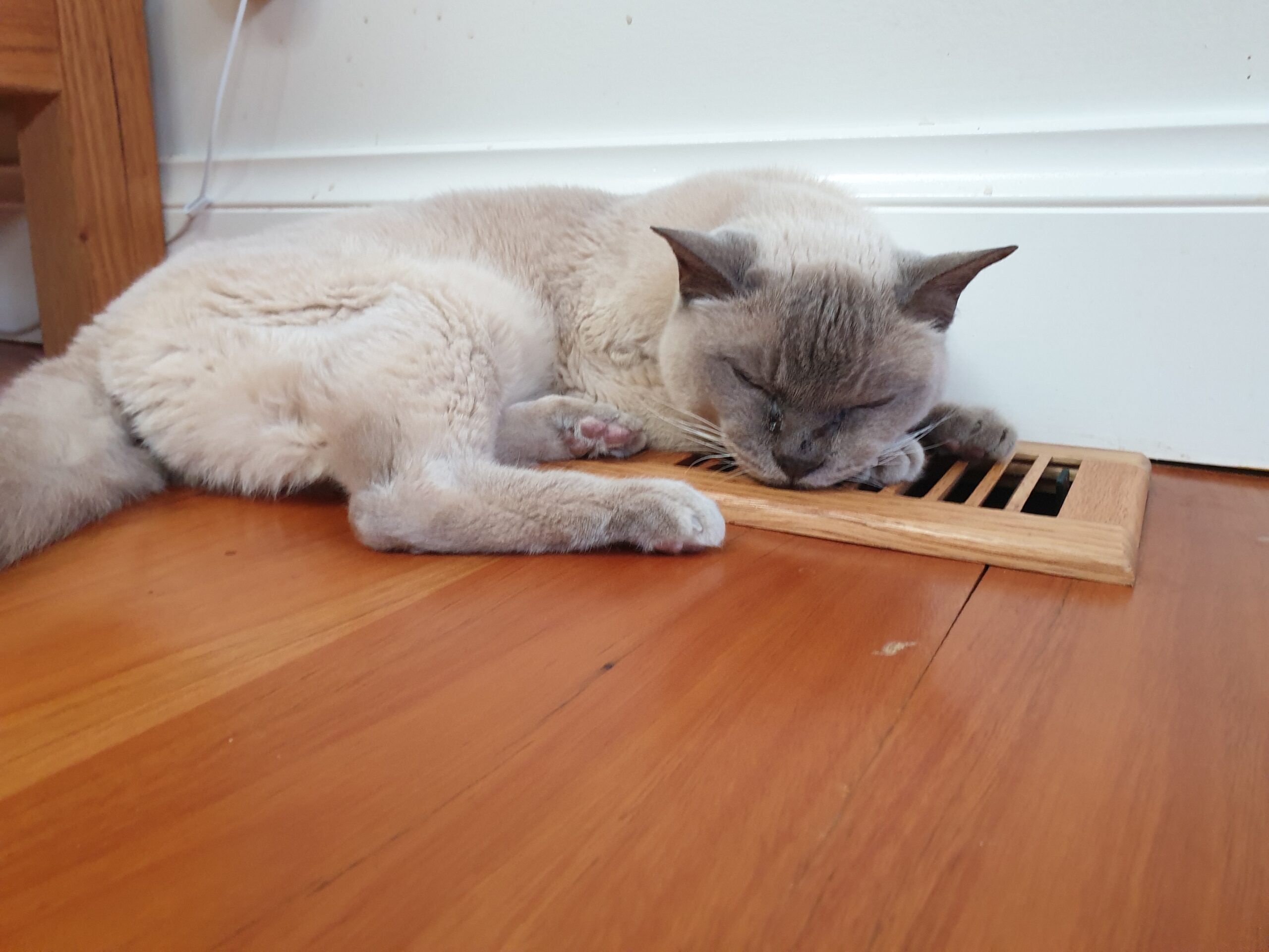 Cat sleeping on heating vent Cat sleeping on heating vent scaled e1785729334310 EcoMaster